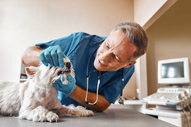 Best Emergency Dental Care for Trauma or Injury in Humble, TX